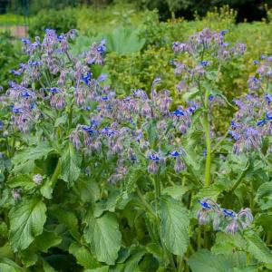 Bourrache Officinale